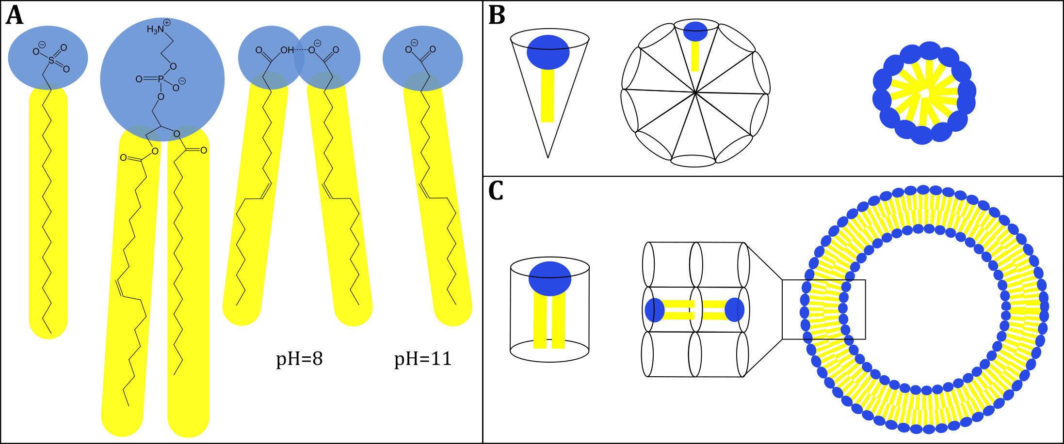 (A, von links nach rechts) Typisches Sulfonat-Tensid, Phosphocholin-Lipid, Ölsäuredimer bei pH = 8, depro-toniertes Ölsäuremonomer bei pH = 11. (B) Darstellung eines Tensids mit konischer Geometrie das Mizellen bildet. (C) Darstellung eines zylindrischen Lipids, das Vesikel bildet 