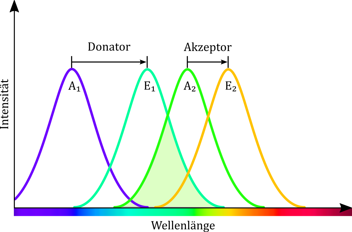 Das Emissionsspektrum des ersten Farbstoffs (E1) überlappt mit dem Absorptionsspektrum des zweiten Farbstoffs (A2). Dies ermöglicht eine Energieübertragung vom ersten auf den zweiten Farbstoff, so dass es bei der Farbstoffmischung bei Anregung mit beiden Lasern zu einer gelben Fluoreszenz kommt. 