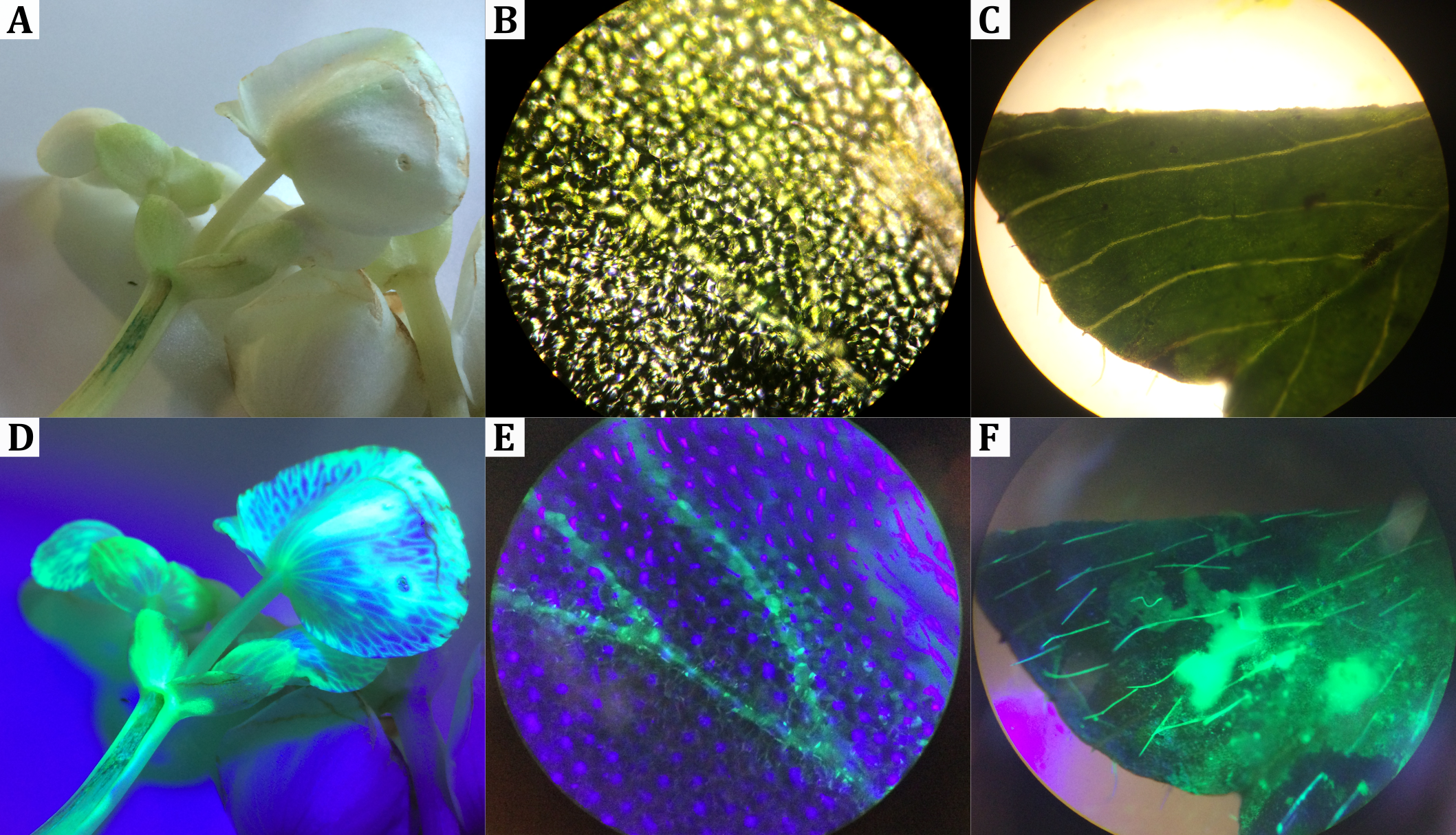 Vergleich fluoreszenzmarkierter Pflanzenbestandteile bei Tageslicht (oben) bzw. unter UV-Licht (unten). In (D) und (E) ist das Leitgewebe anhand der Fluoreszenz deutlich zu erkennen. In (F) fluoreszieren hydrophile Trichome.