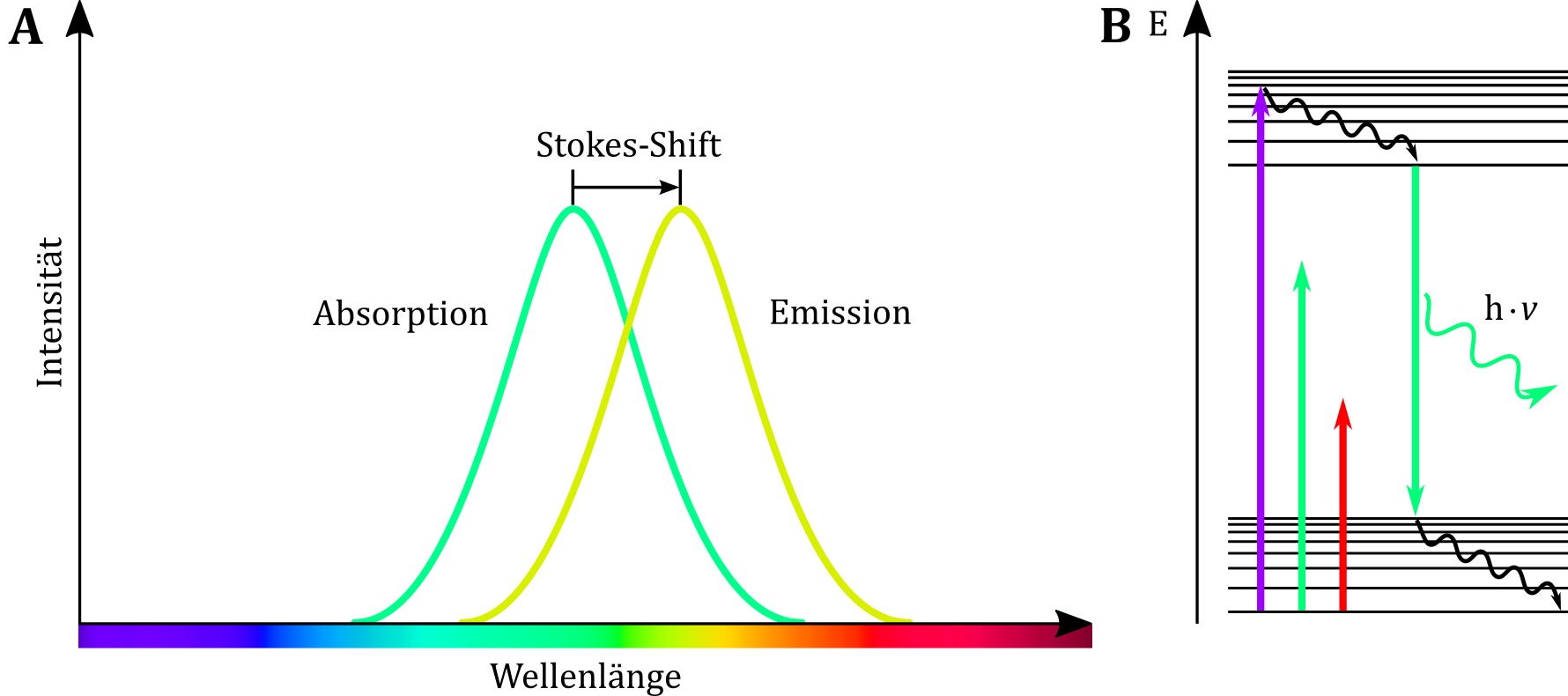 (A) Das Emissionsspektrum ist im Vergleich zum Absorptionsspektrum deutlich rotverschoben. (B) Aufgrund des Stokes-Shift reichen die Energien grüner bzw. roter Wellenlängenbereiche nicht aus, um eine grün fluoreszierende Substanz zur Fluoreszenz anzuregen.