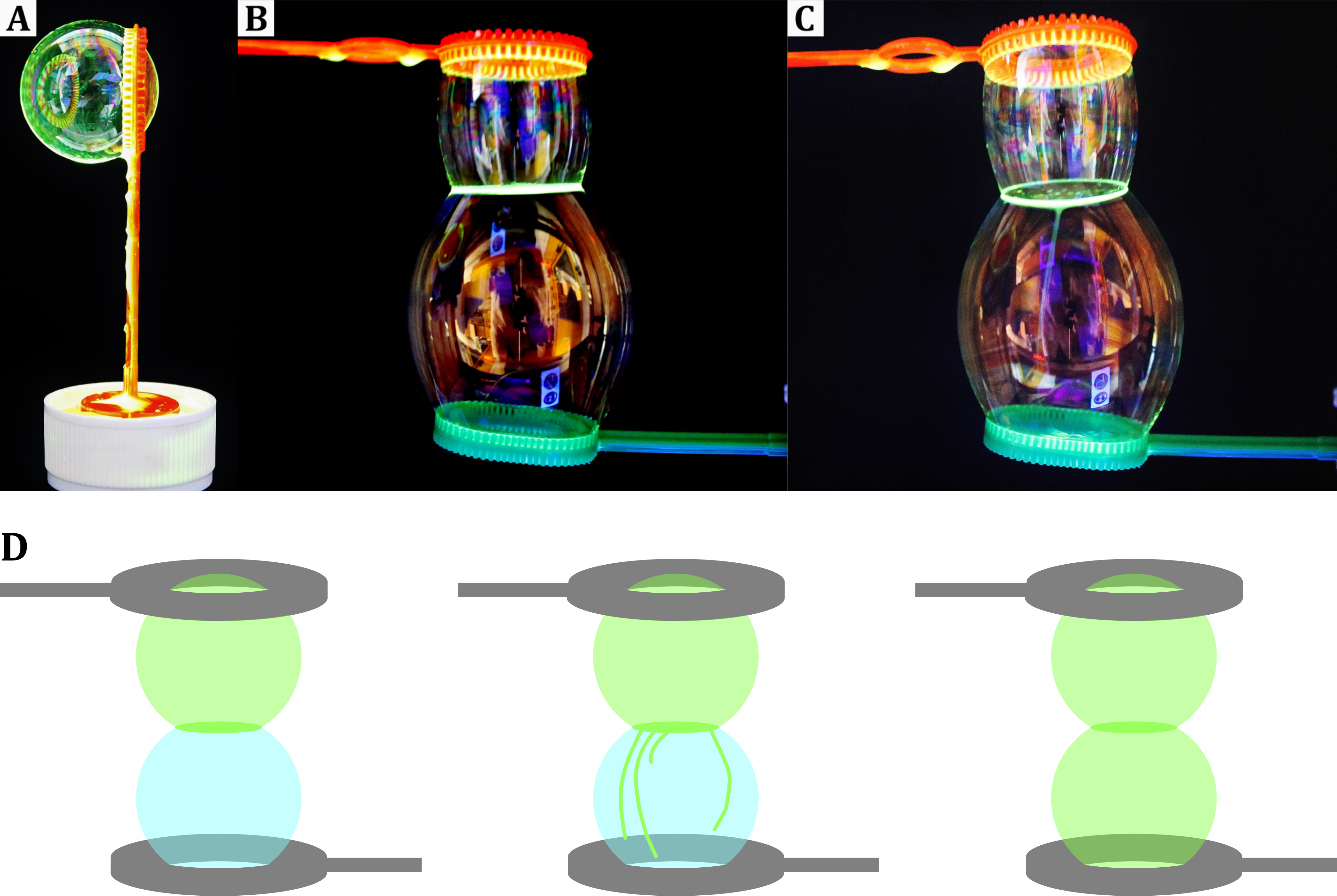 (A) Mit Pyranin versetze Seifenblase. (B) Beim Aufeinanderlegen zweier Seifenblasen, wird der fluoreszierende Farbstoff der oberen Seifenblase auf die untere Seifenblase übertragen (C). Aufgrund der schlechten Sichtbarkeit der Fluoreszenz auf Fotografien zeigt (D) eine schematische Darstellung der beschrieben Ereignisse.