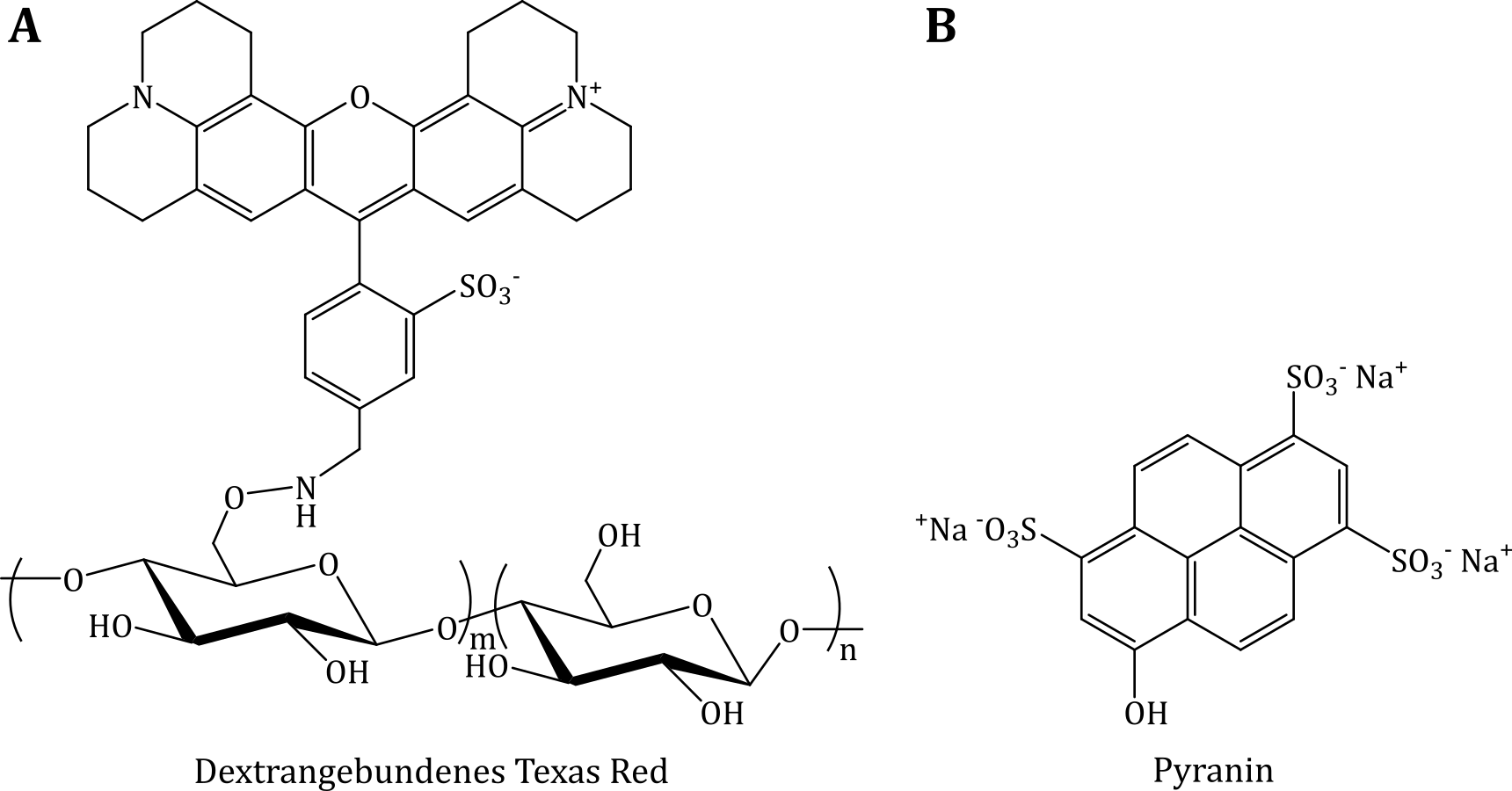 Strukturformeln der Moleküle von dextrangebundenem Texas Red sowie Pyranin. Die Glucoseeinheiten kön-nen α-1,4- oder α-1,6-glycosidisch verbunden sein, so dass verzweigte Dextrannetzwerke entstehen.